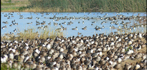 Wild waterfowl carry the virus that causes avian influenza. Knowing when wild birds are close to farms, farmers could help prevent birds from mingling with their domestic animals and passing along the virus. for Food Blog Blog