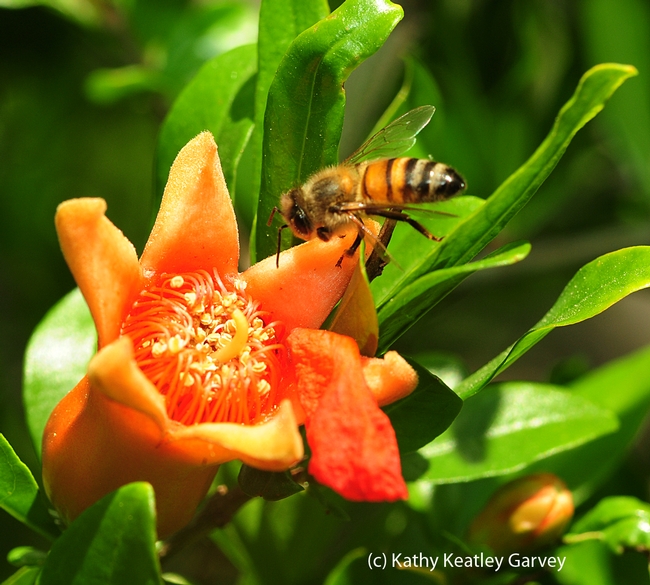 Honey bee heading toward pomegranate blossom. (Photo by Kathy Keatley Garvey)