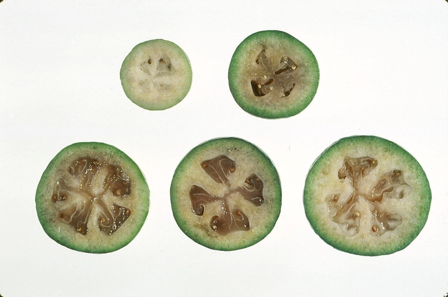 Feijoa fruit developmental stages (CS)