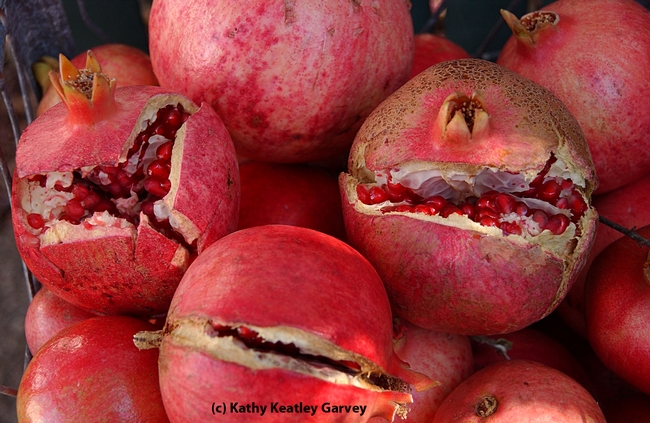 California is the sole producer of 99 percent of the pomegranates grown in the United States. (Photo by Kathy Keatley Garvey)
