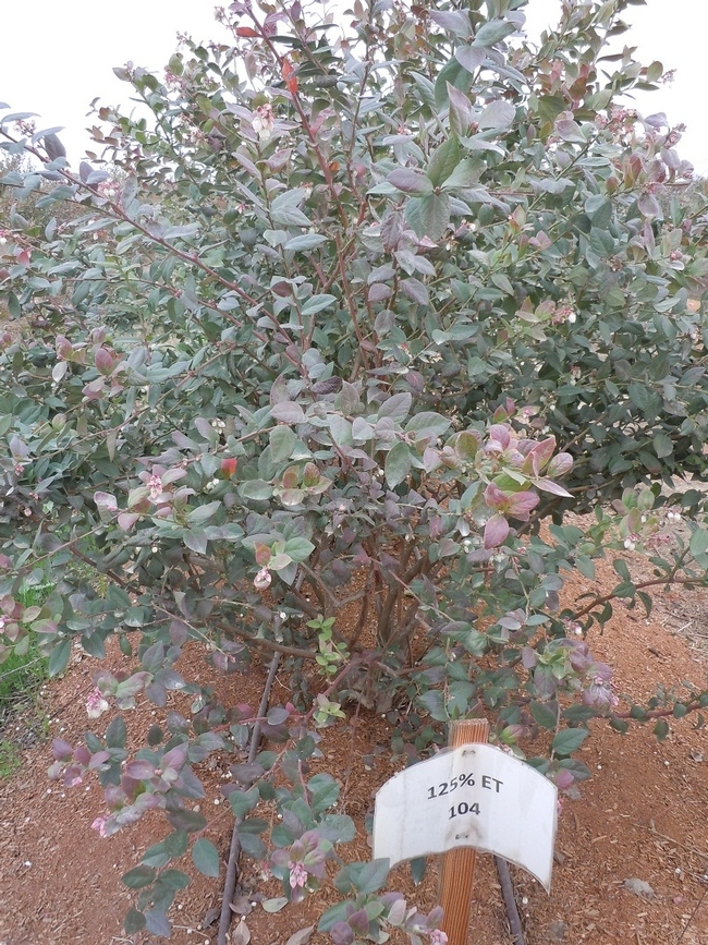 A berry bush that is receiving 125 percent of reference evapotransporation.