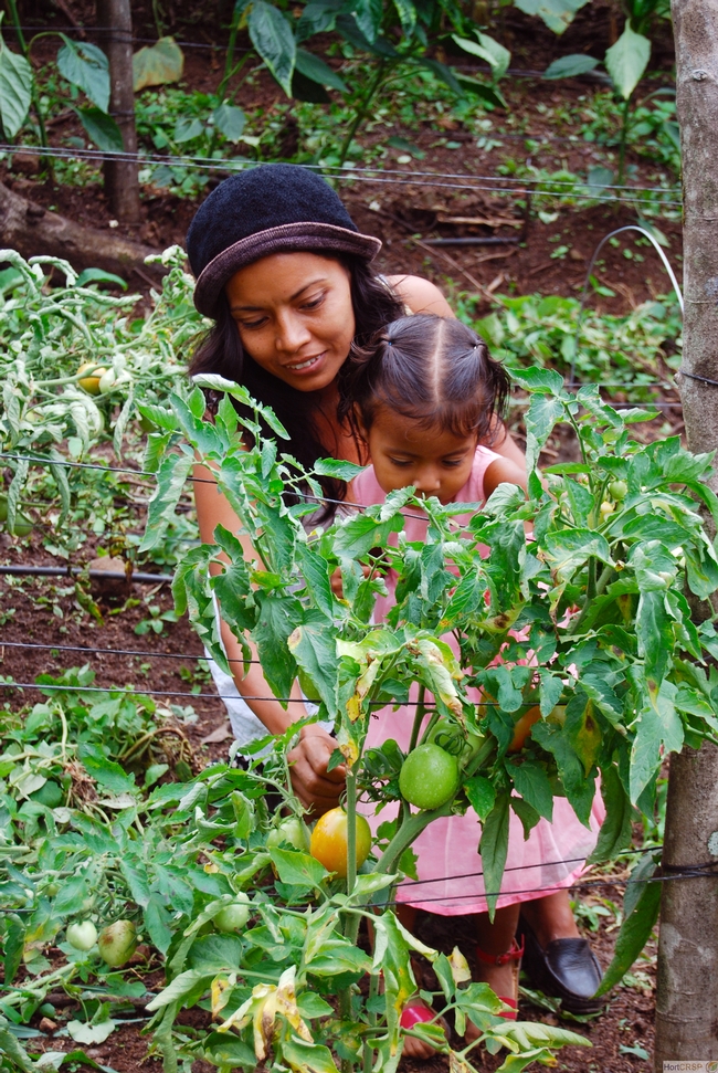 Woman farmer and child in tomato field in Central America.