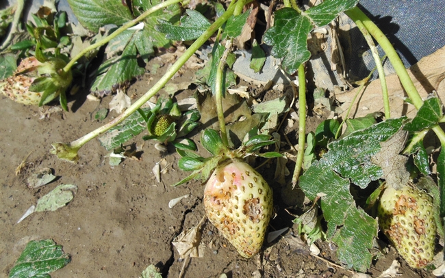 hail damaged strawberry plant