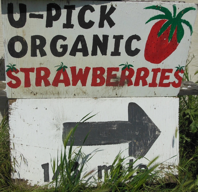 U-Pick strawberry sign