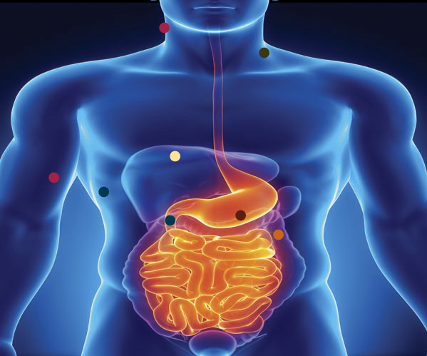 Obesity research plotted onto an illustration of the human digestive system