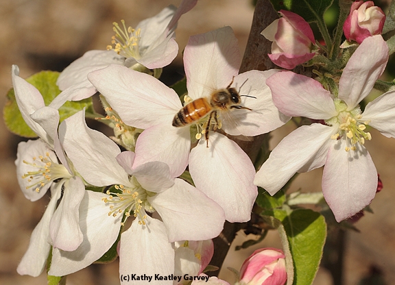 Honey bee pollinating apple blossom. (Photo by Kathy Keatley Garvey)