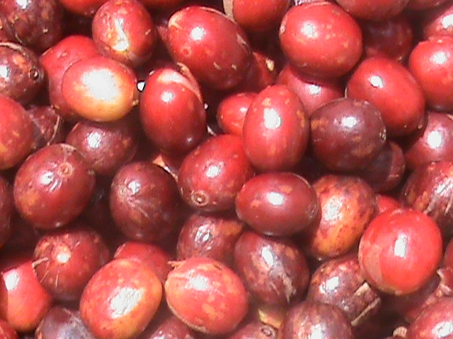 Photo shows damaged coffee beans.