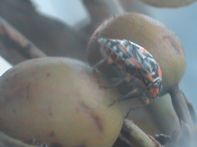 Photo shows an antestia bug on a coffee bean.