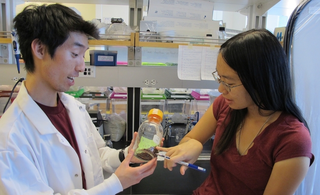 Photo shows Tony Truong and Lauren Wong. (Photo Miller Lab, UC Riverside)