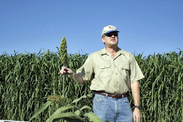 Jeff Dahlberg in a sorghum research plot.