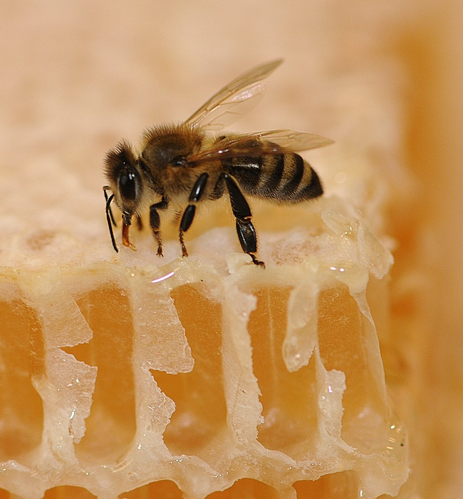 Bee on honeycomb (Photo: Kathy Keatley Garvey)