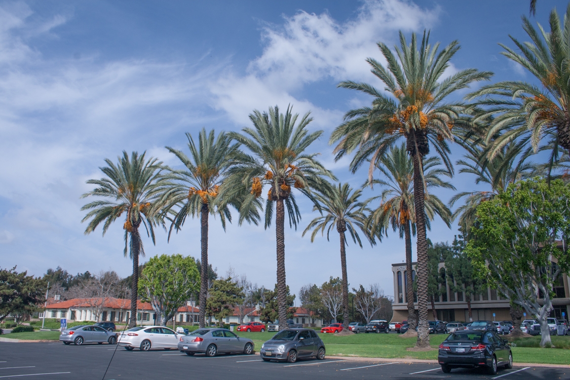 Ornamental landscape date palm: An overlooked urban fruit tree - Food Blog  - ANR Blogs
