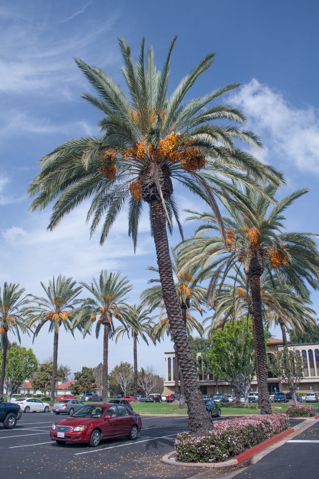 Palm trees produce abundant date fruits that fall into the landscape and become a nuisance. (D. R. Hodel).