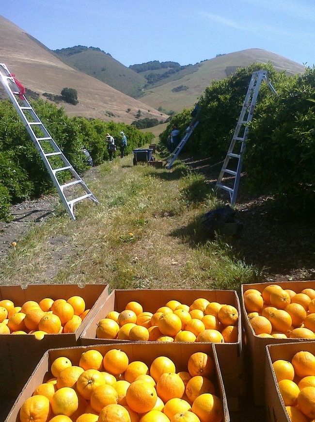 SLO County oranges