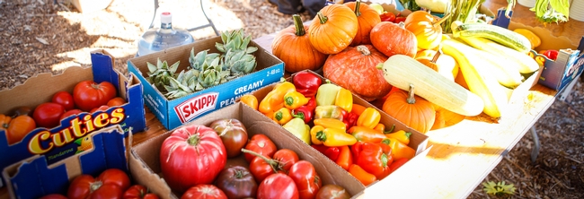 Our Garden - produce that gets donated to local crisis center. © University of California