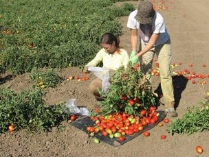 (photo: UC Davis Agricultural Sustainability Institute)
