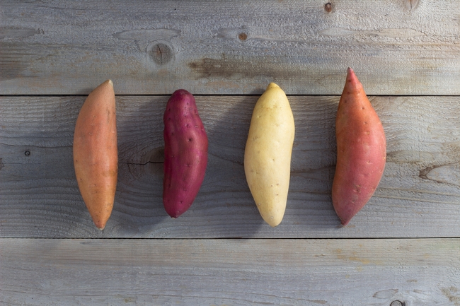 Sweetpotato classes, from left, are Jewell, Oriental, Jersey and Garnet. Photo courtesy of the California Sweetpotato Council.
