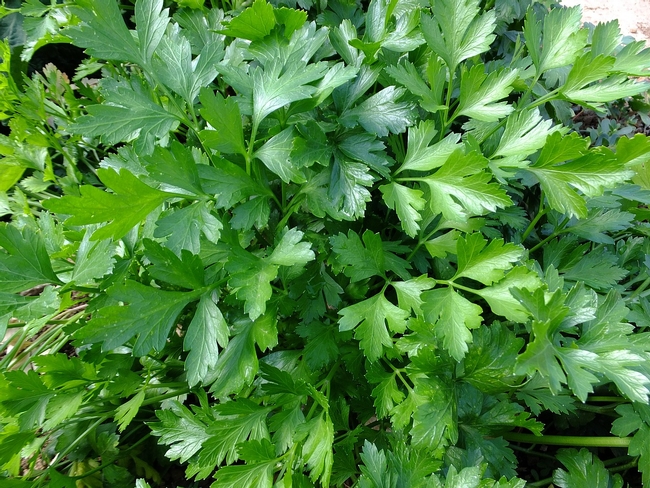 California produces almost 2,600 acres of parsley at a value of $18 million a year.