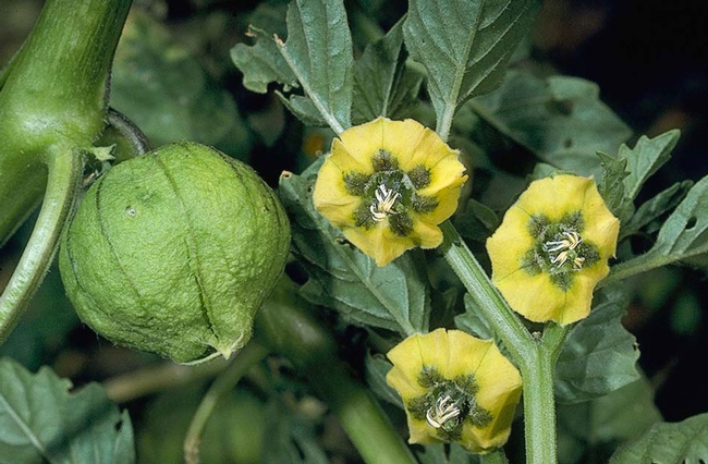 Tomatillos look like Chinese lanterns growing on a vine.
