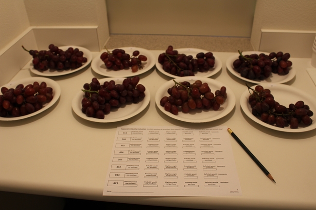 Grapes are displayed for evaluators to rate fruit appearance.