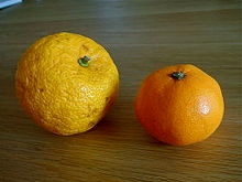 Yuzu (left) compared to mandarin (right). Photo from Wikipedia.