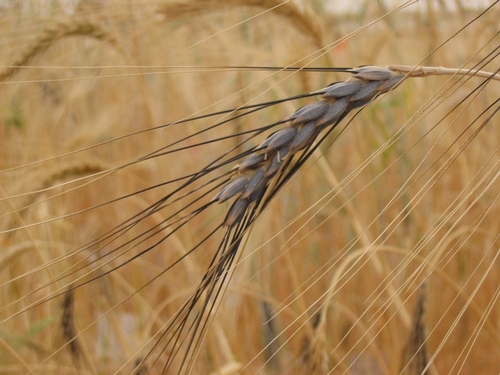 Wild wheat, Triticum turgidum ssp. dicoccoides