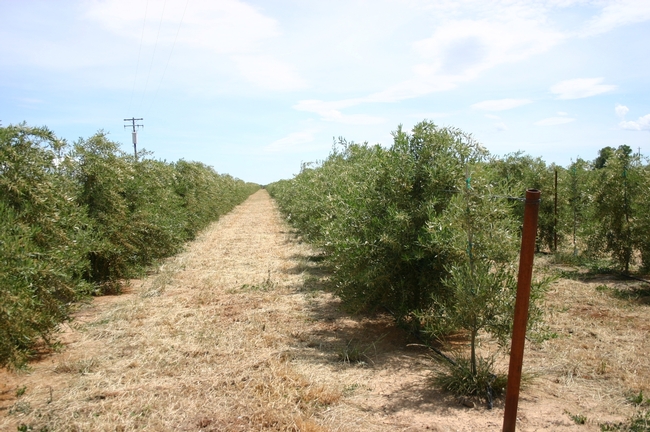 Super-high-density olives planted in hedgerows for mechanical management.
