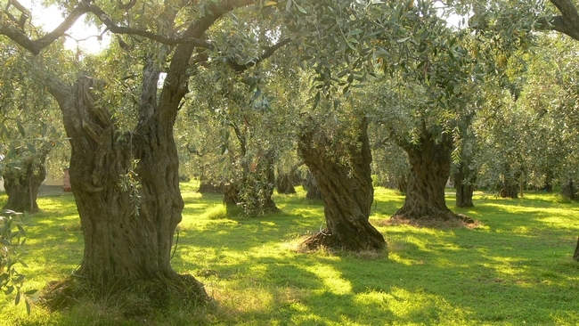 An old-school olive orchard.