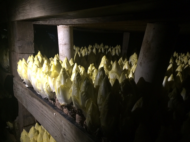 Endive sprout from chicory roots in a dark, warm room.