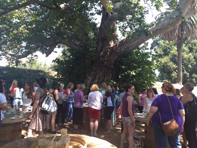 Food bloggers gather for lunch under an ancient sycamore tree at the Elliott Pear Farm.