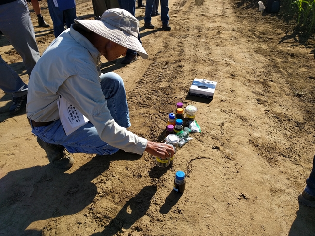 UC Cooperative Extension advisor Gene Miyao looks at biofertilizer in its various stages, from raw waste to fertilizer