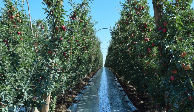 Rows of apples in Yakima WA apple orchard