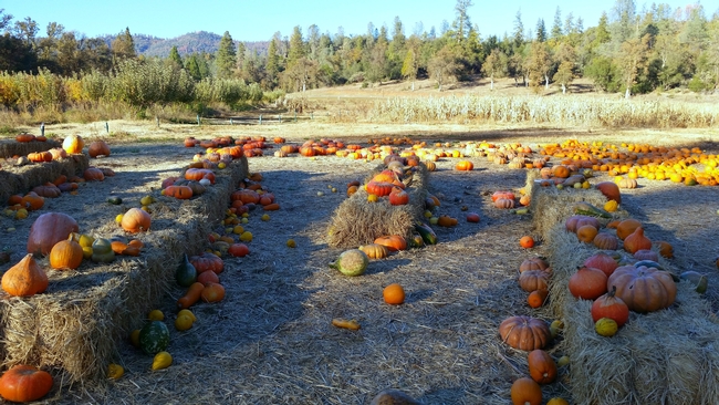 Pumpkins come in many shapes, sizes, and colors and are used to decorate or consume. (Photo: Katelyn Ogburn)