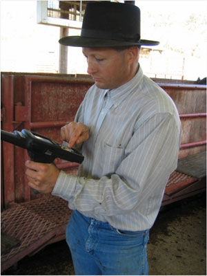 Herd manager Dan Myers enters cattle <br>information into hand-held device.