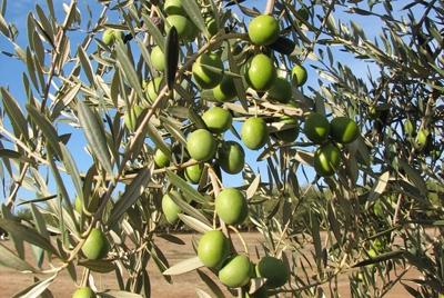 Ripe Olives