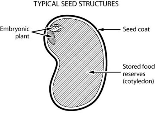 Typical seed structure
