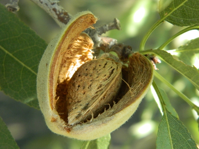 Almond kernel emerging from dried hull.