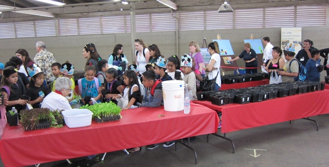Central Valley students eagerly lined up to get started on their lettuce planting fun.