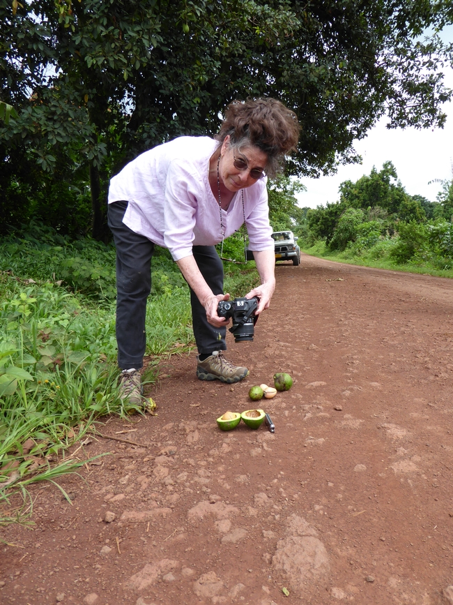 Mary Lu Arpaia photo-documenting avocado fruit morphology in Tanzania