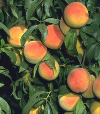 Peach trees need loving care.