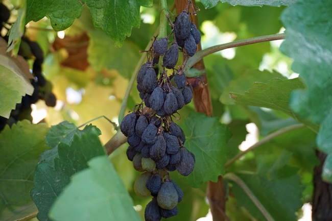 Sunpreme raisins drying on their own in a Kearney vineyard.