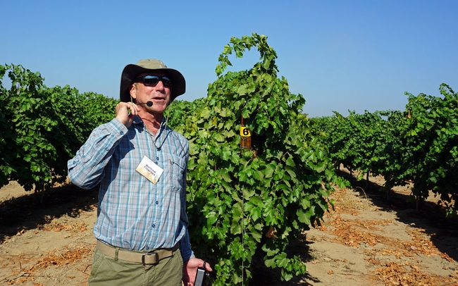 UCCE specialist Matt Fidelibus is conducing rootstock and trellis system experiments on Sunpreme raisins.