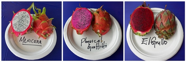 Different varieties of pitahaya produce fruit that is white, pink and deep red.