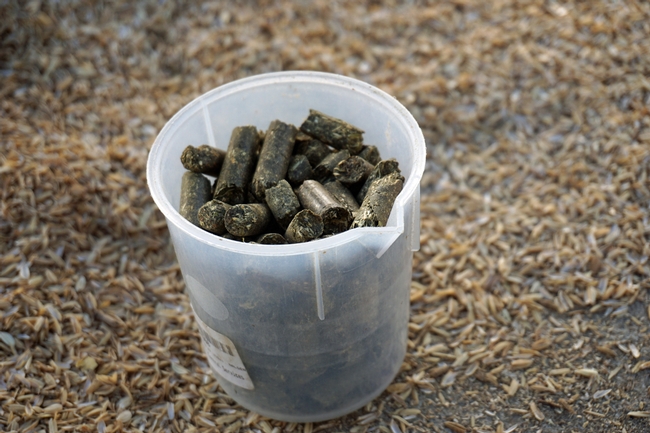 Mootral is fed to the cattle by adding it to alfalfa pellets.