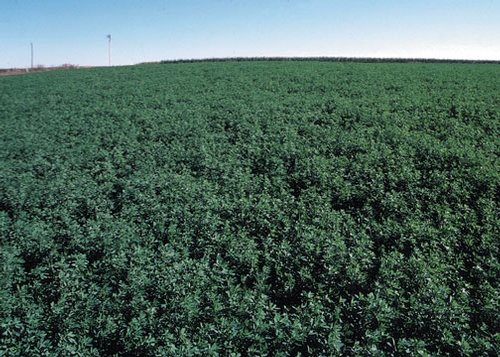 Alfalfa stretches to the horizon in the Eastern U.S. (USDA photo)