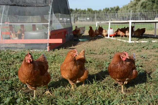 Egg-laying chickens pose at the UC Davis Pastured Poultry Farm. Photo by Trina Wood