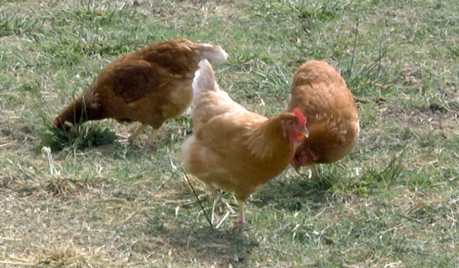 Poultry in pasture