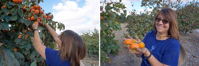 Shirley Salado, supervisor of the UC Cooperative Extension Expanded Food and Nutrition Education Program in San Diego County, attended the persimmon field day to collect persimmons and information about the healthful fruit.