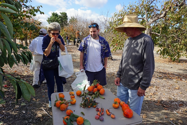 A display of fuyu-type and hachiya-type persimmons helped participants distinguish which fruits are ready to eat.