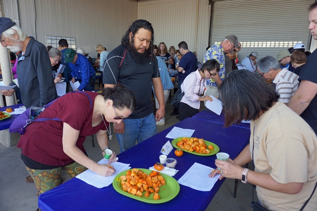 Participants evaluated persimmon varieties based on attractiveness, astringency, sugar, flavor and overall performance.